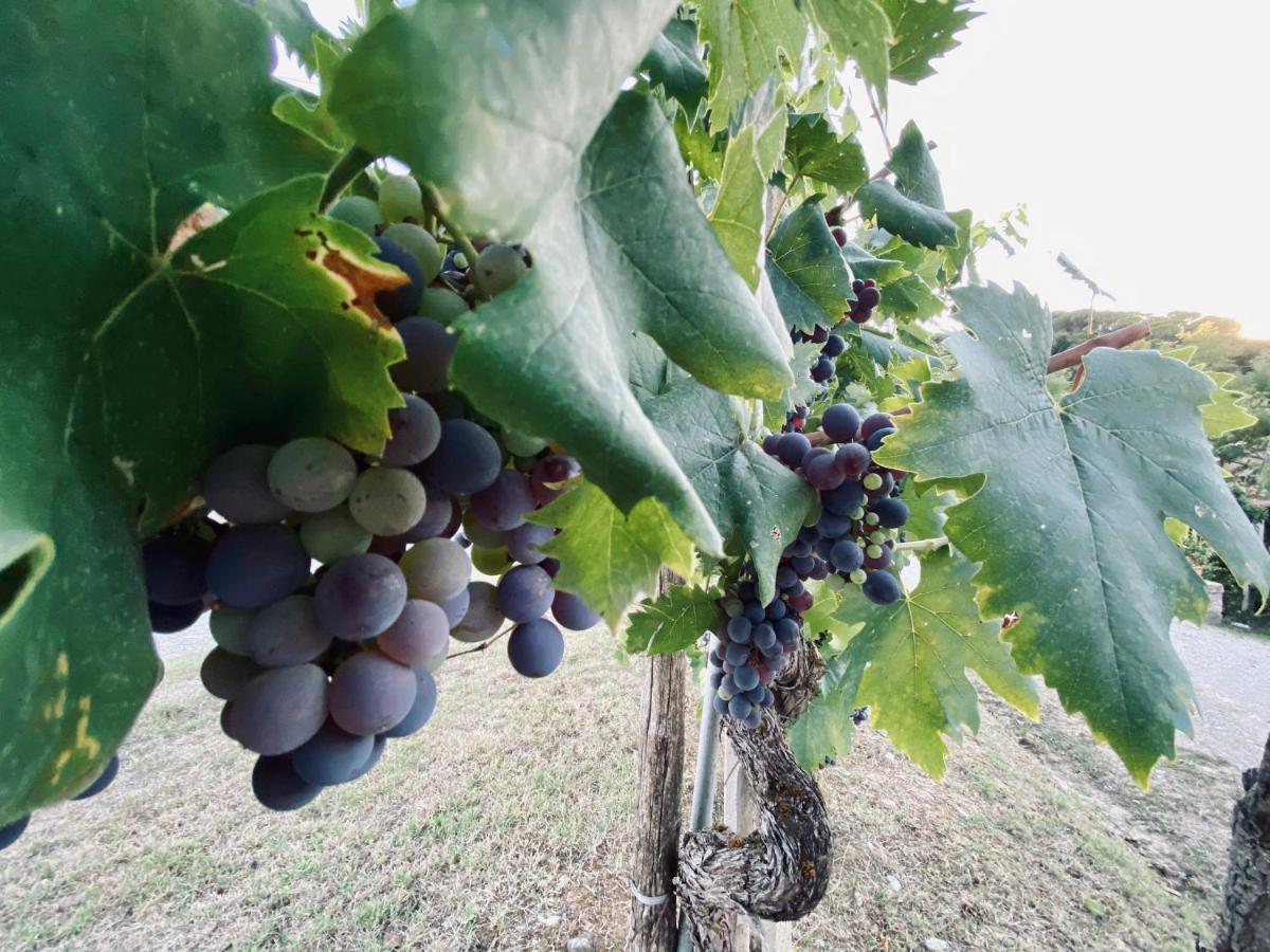 Mulino In Chianti Διαμέρισμα Gaiole in Chianti Εξωτερικό φωτογραφία
